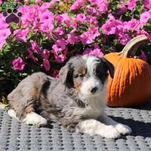 Haven, Mini Aussiedoodle Puppy