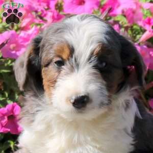 Haven, Mini Aussiedoodle Puppy