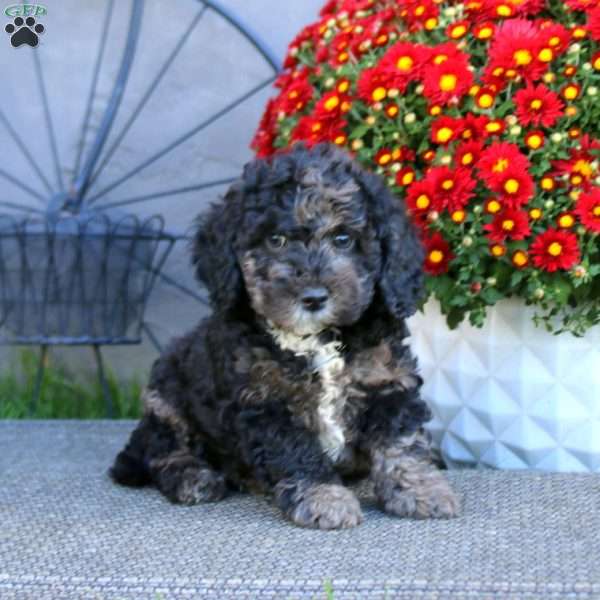 Haven, Cockapoo Puppy