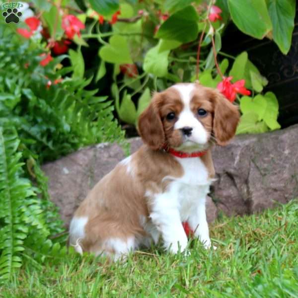 Haven, Cavalier King Charles Spaniel Puppy