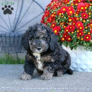 Haven, Cockapoo Puppy