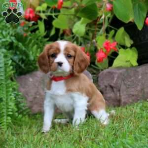 Haven, Cavalier King Charles Spaniel Puppy