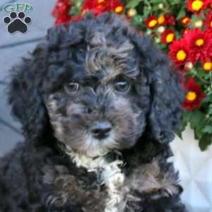 Haven, Cockapoo Puppy