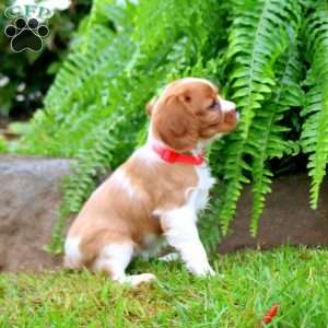 Haven, Cavalier King Charles Spaniel Puppy