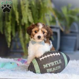Hayes, Cavachon Puppy