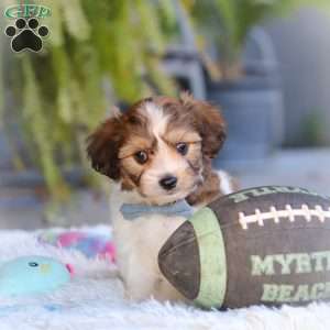Hayes, Cavachon Puppy