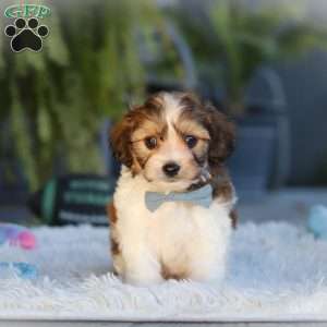 Hayes, Cavachon Puppy
