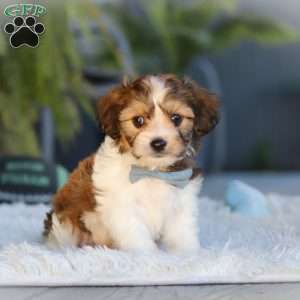 Hayes, Cavachon Puppy