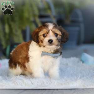 Hayes, Cavachon Puppy