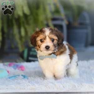 Hayes, Cavachon Puppy