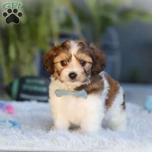 Hayes, Cavachon Puppy