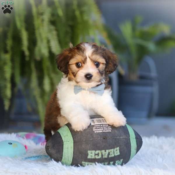 Hayes, Cavachon Puppy