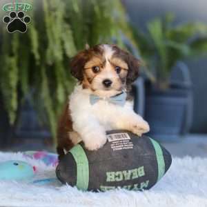 Hayes, Cavachon Puppy