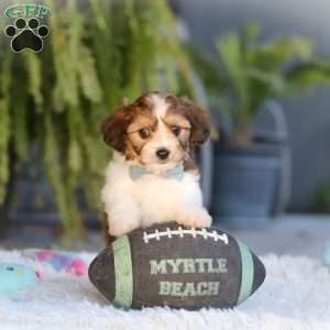Hayes, Cavachon Puppy