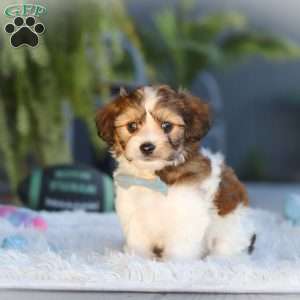 Hayes, Cavachon Puppy