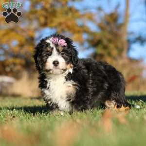 Hazel, Mini Bernedoodle Puppy