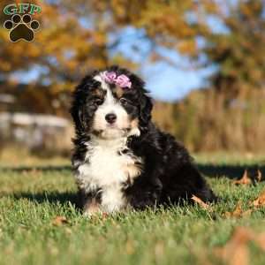 Hazel, Mini Bernedoodle Puppy