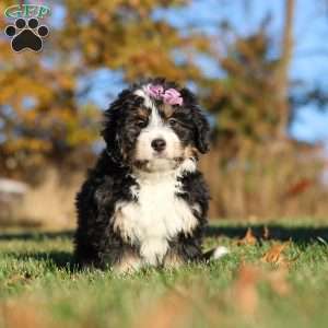 Hazel, Mini Bernedoodle Puppy