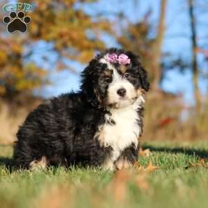 Hazel, Mini Bernedoodle Puppy