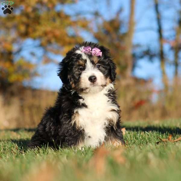Hazel, Mini Bernedoodle Puppy