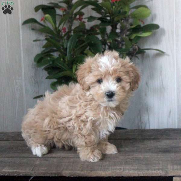 Hazel, Maltipoo Puppy