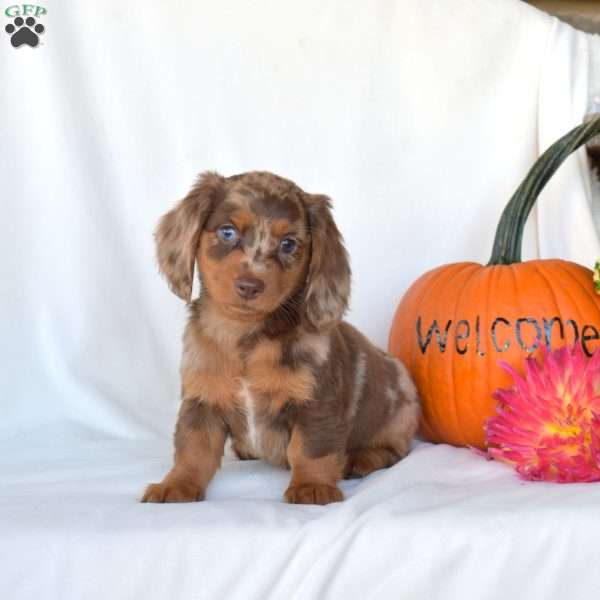 Hazel, Dachshund Puppy