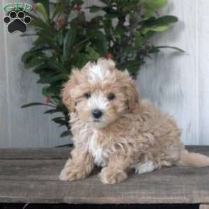 Hazel, Maltipoo Puppy