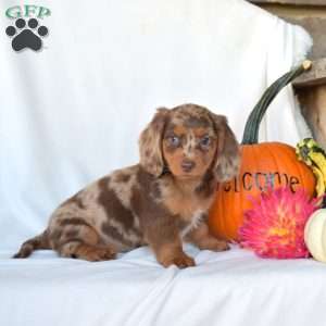 Hazel, Dachshund Puppy