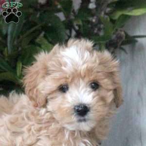 Hazel, Maltipoo Puppy