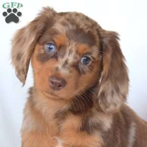 Hazel, Dachshund Puppy