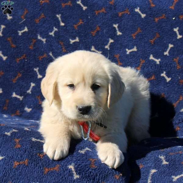 Heath, Golden Retriever Puppy