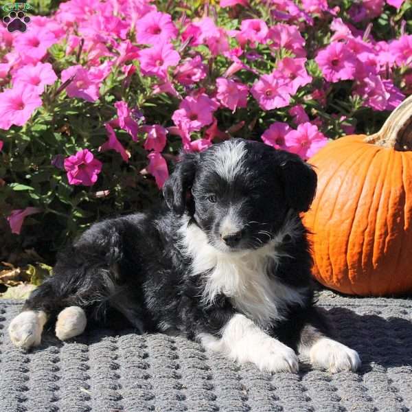 Heath, Mini Aussiedoodle Puppy