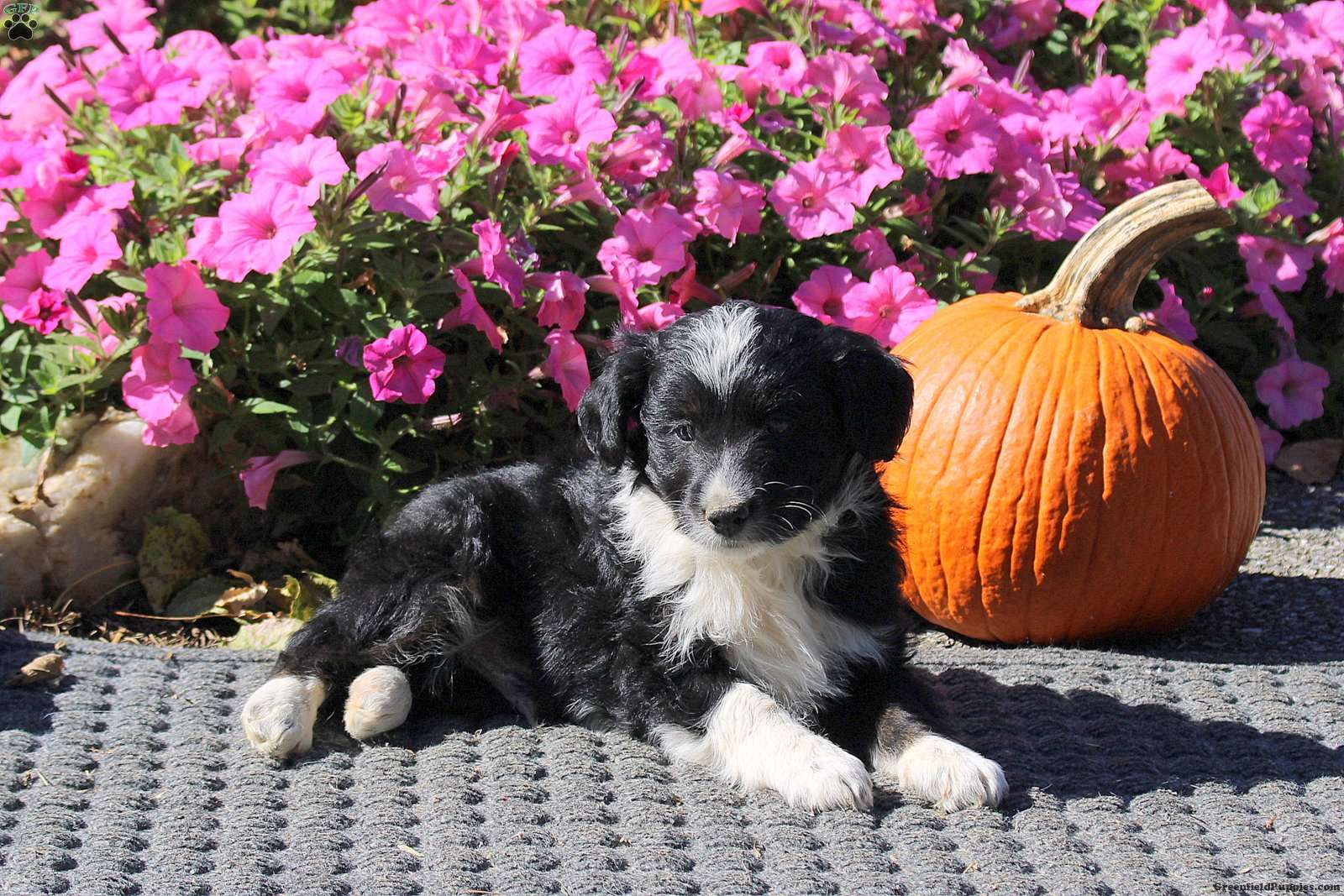 Heath (Mini Aussiedoodle, Male) in Kinzers, PA