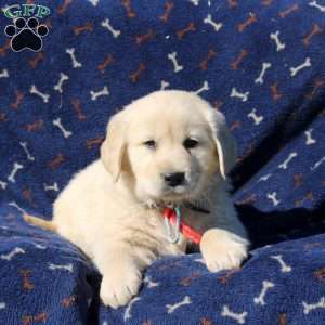 Heath, Golden Retriever Puppy