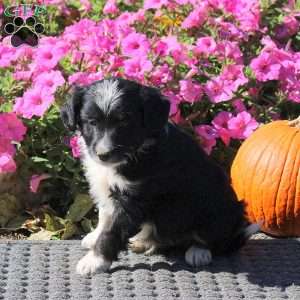 Heath, Mini Aussiedoodle Puppy