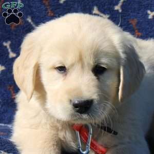 Heath, Golden Retriever Puppy