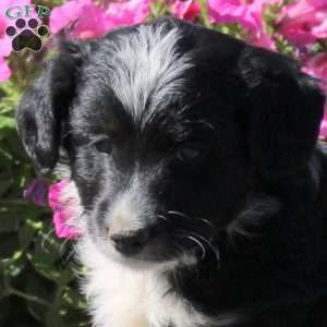 Heath, Mini Aussiedoodle Puppy