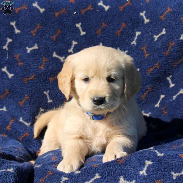 Heather, Golden Retriever Puppy