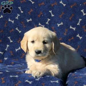 Heather, Golden Retriever Puppy
