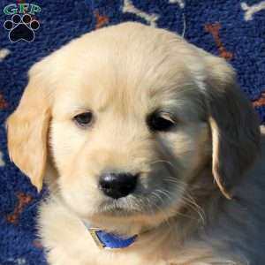 Heather, Golden Retriever Puppy