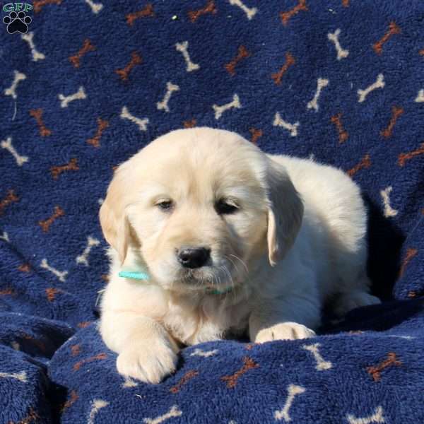 Hector, Golden Retriever Puppy