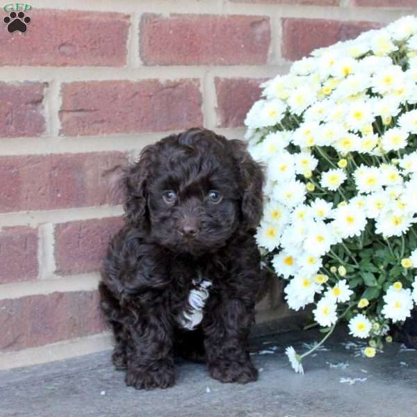 Hector, Cockapoo Puppy