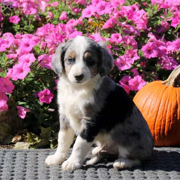 Hector, Mini Aussiedoodle Puppy