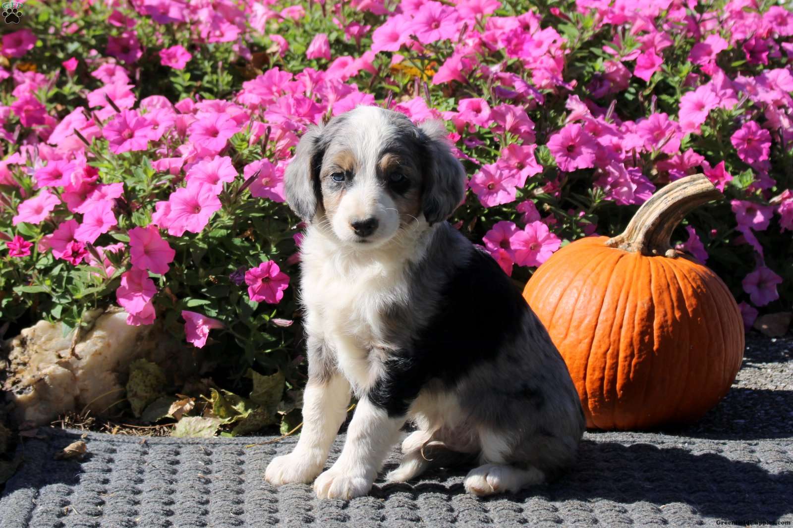 Hector (Mini Aussiedoodle, Male) in Kinzers, PA