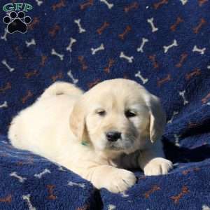 Hector, Golden Retriever Puppy