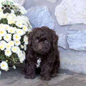 Hector, Cockapoo Puppy