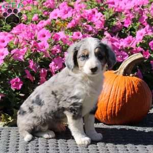 Hector, Mini Aussiedoodle Puppy