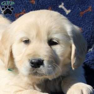 Hector, Golden Retriever Puppy