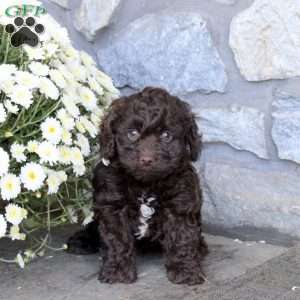 Hector, Cockapoo Puppy