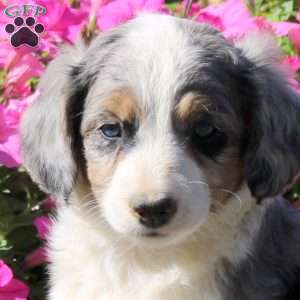 Hector, Mini Aussiedoodle Puppy